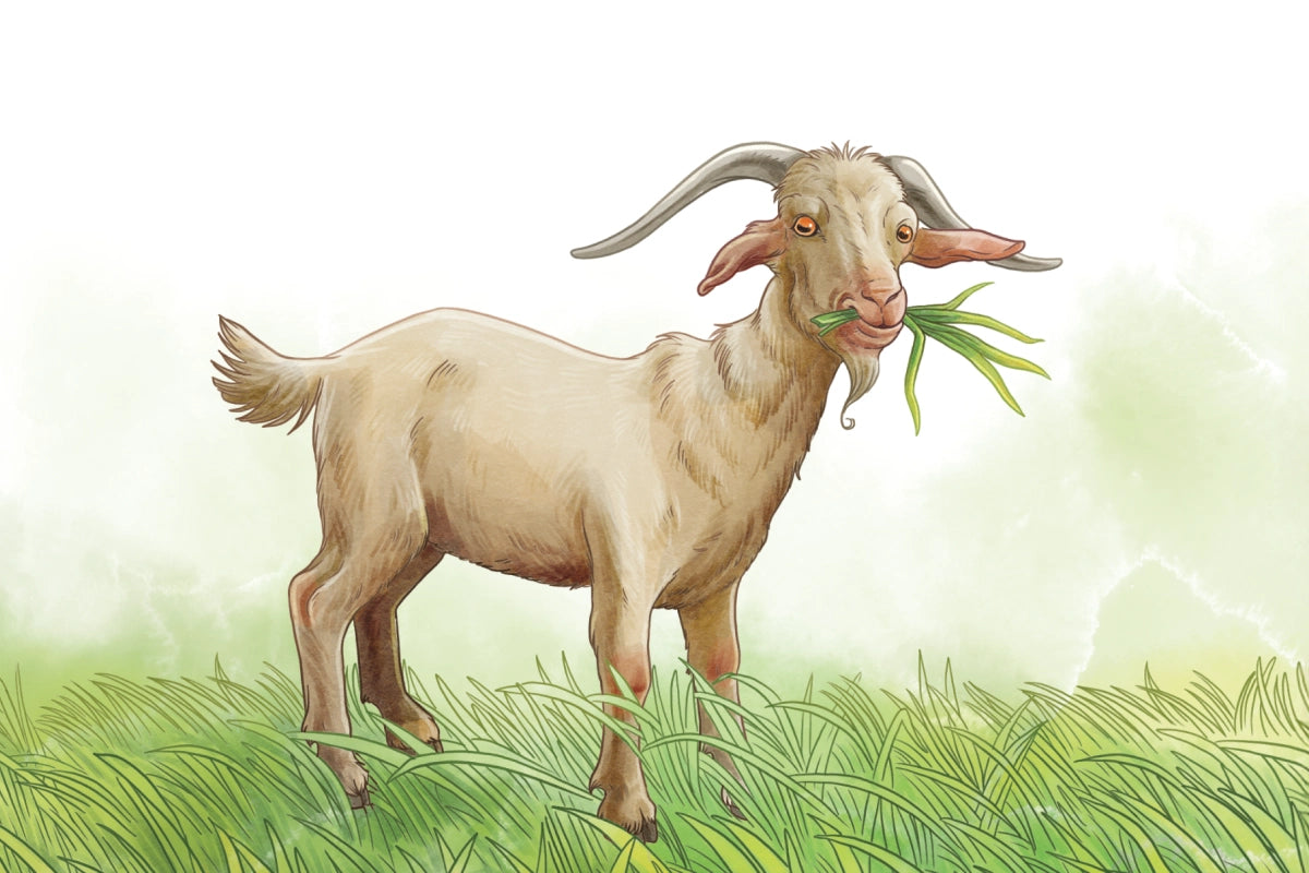 A goat looks at the screen from a field