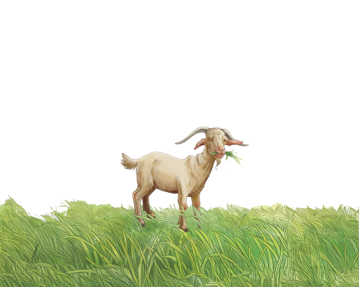 Goat standing on grass with a white background